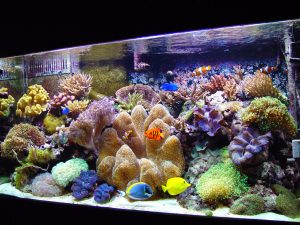 benefits of natural sea water aquarium