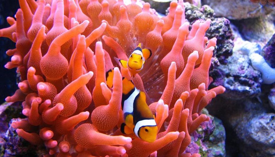 lrg-35-pair_of_percula_clown_fish_inside_the_red_buble_anemone